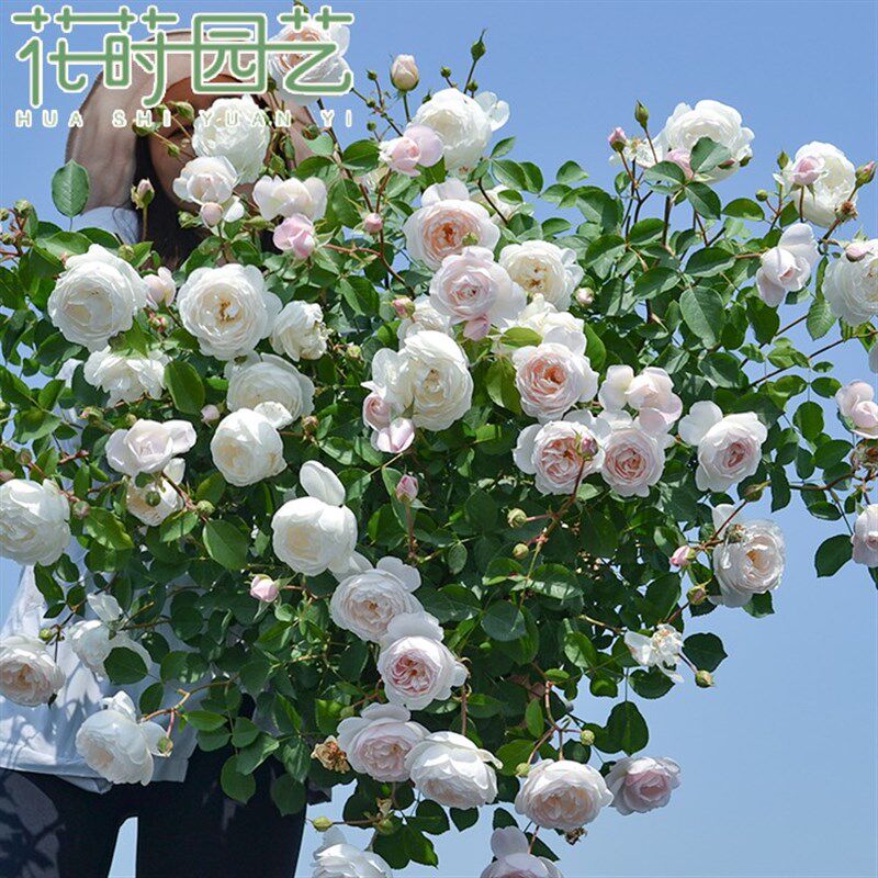 花莳园艺 4加扦插月季婚礼阳台露台地栽庭院盆栽花卉绿植多季开