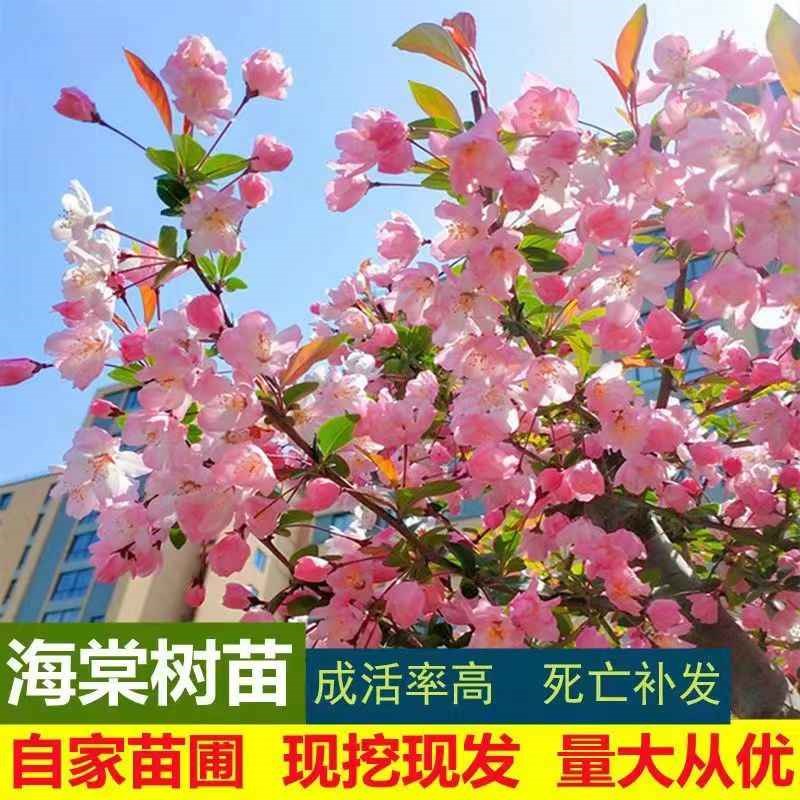 海棠树苗花苗西府垂丝北美海棠地盆栽花卉风景树庭院植物大型别墅