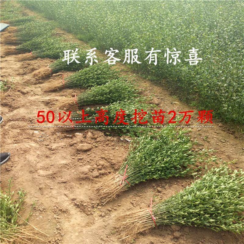 带刺篱笆枸橘苗枳壳苗篱笆栅栏铁篱寨枳实苗嫁接砧木护院刺树苗积