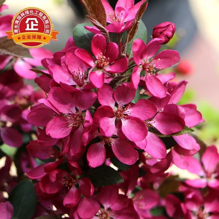 海棠树苗海棠苗海棠花盆栽西府垂丝北美红宝石庭院花卉植物绿化苗