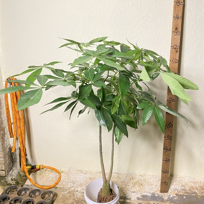 原生长发财树小盆栽桩树苗独杆花卉植物客厅室内大型绿植招财树