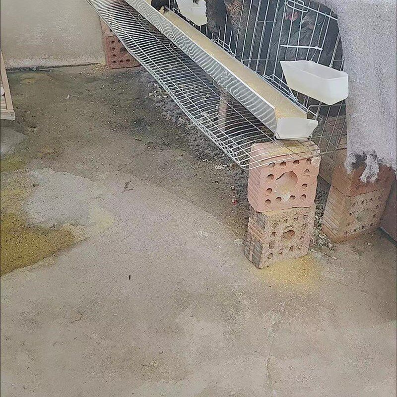 家用蛋鸡笼阳台养鸡笼自动出蛋鸡笼小号养殖家用蛋托收蛋折叠鸡笼