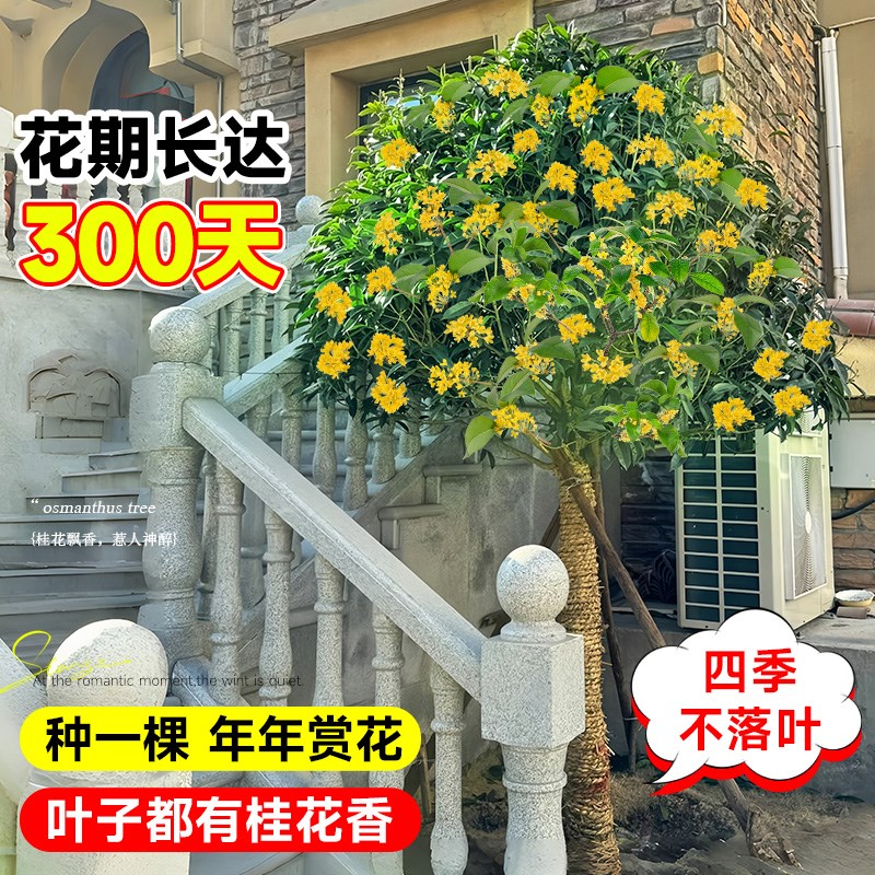 桂花树苗大树八月四季桂盆栽庭院室外地栽金桂原生老桩四季开花