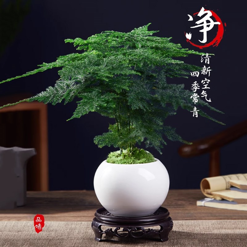 文竹盆栽植物室内办公室水培客厅懒人小绿植花卉大全盆景四季常青