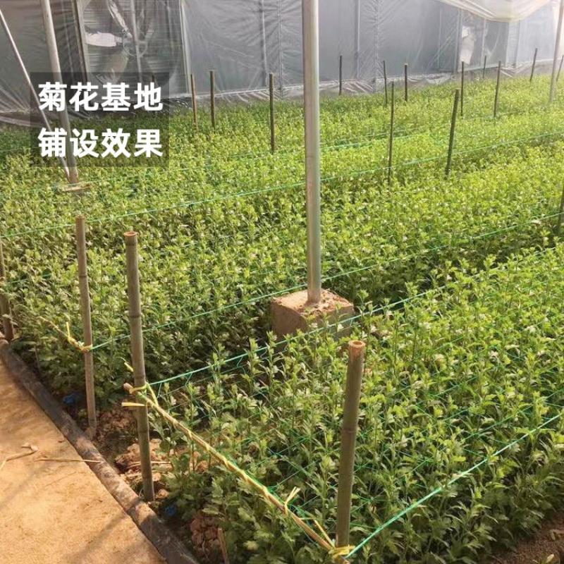 芹菜防倒网防倒伏定型豌豆爬藤方格种植荷兰豆角新型黄瓜韭菜蒜黄