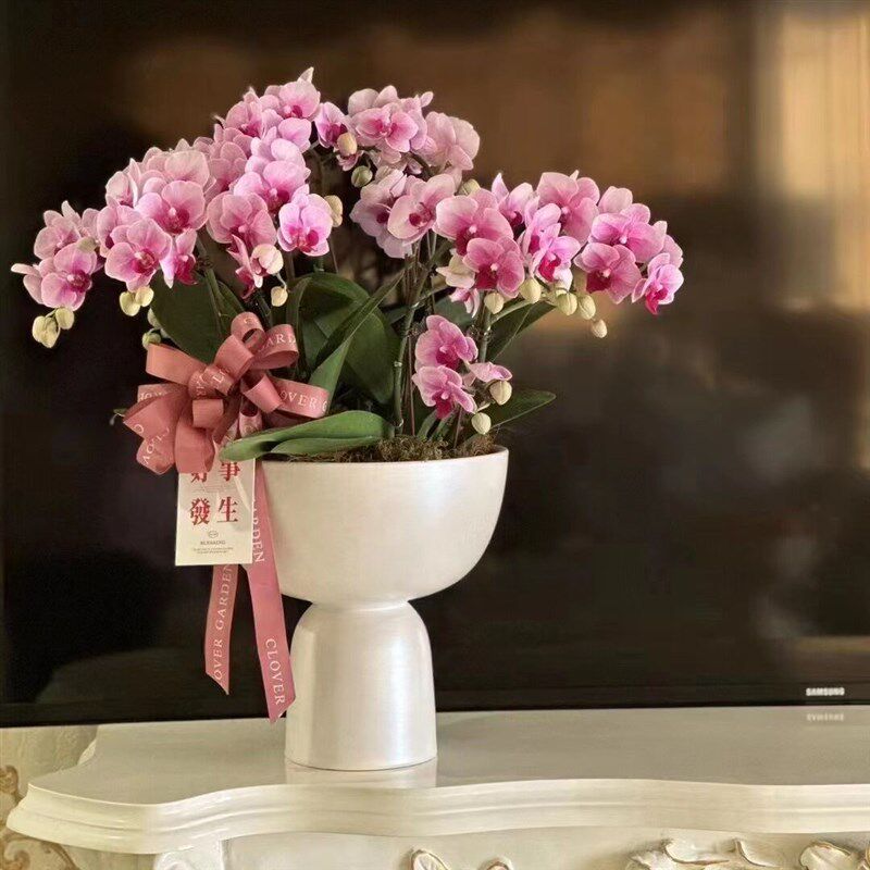大惠兰银柳冬青蝴蝶兰新年宵花福桶轻奢客厅插花花器盆栽盆景花盆