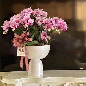 大惠兰银柳冬青蝴蝶兰新年宵花福桶轻奢客厅插花花器盆栽盆景花盆