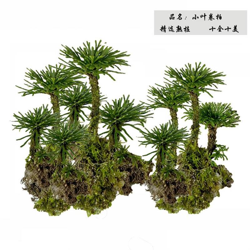 卷柏老桩盆栽九死还魂草假山蕨类植物大小叶见水还阳四季常青盆景