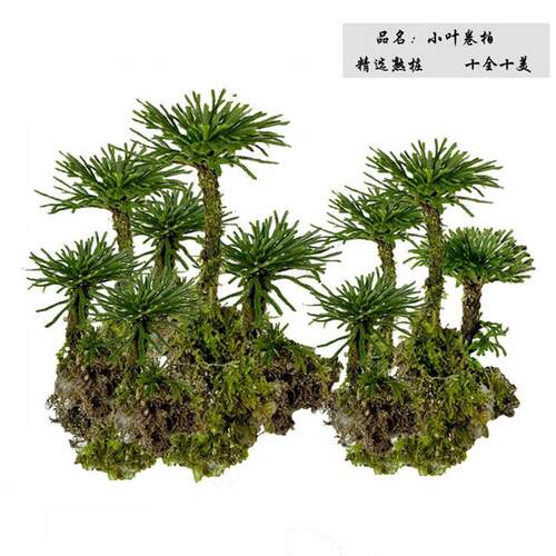 卷柏老桩盆栽九死还魂草假山蕨类植物大小叶见水还阳四季常青盆景