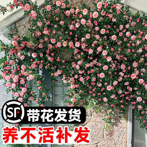粉色龙沙宝石月季藤本大苗爬藤蔷薇庭院阳台四季浓香老桩花卉植物
