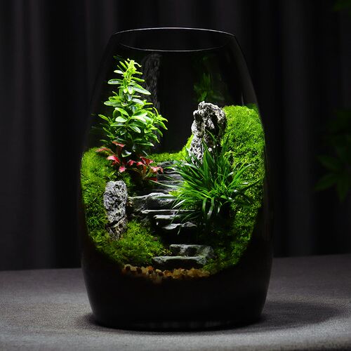【步步高升】苔藓微景观生态瓶办公室桌面生态缸摆件绿植盆景礼物