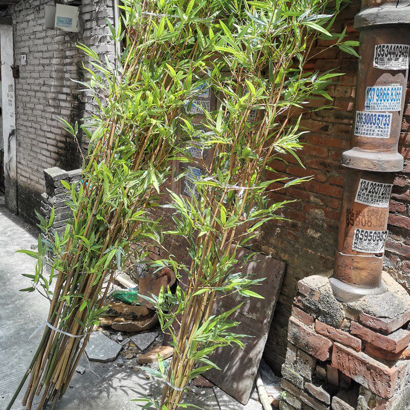 仿真竹子装饰隔断屏风假竹子绿植自然细毛竹庭装饰院造景假竹子