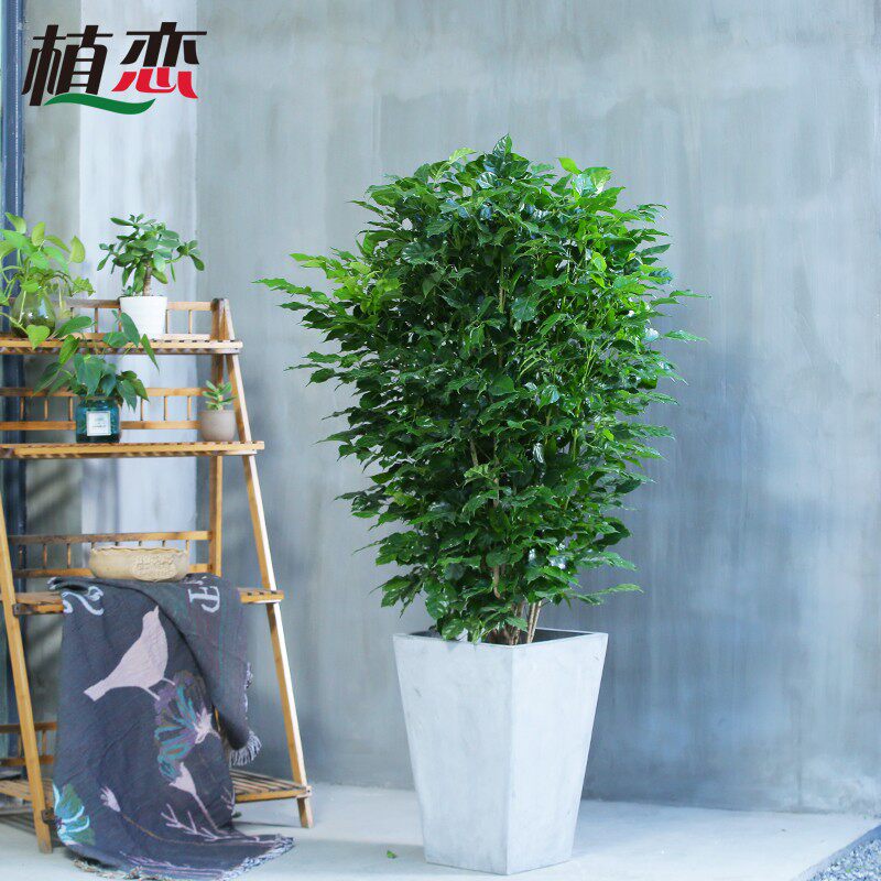 绿宝幸福树盆栽 室内植物海南菜豆树大型办公室居家客厅喜阴绿植