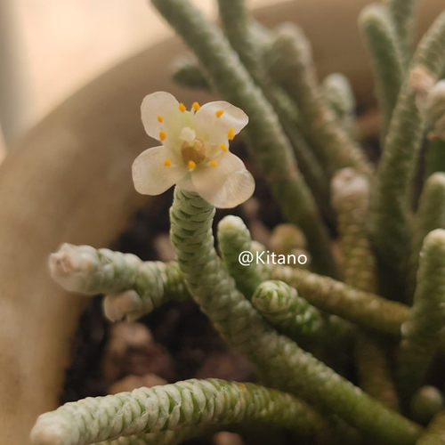 银蚕雪蚕整群整桩仙人球仙人掌多肉植物白色好养办公室绿植盆栽