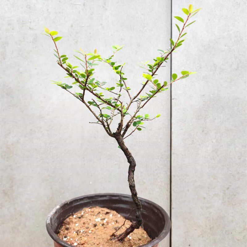 山格木盆景稀有名贵植物树种岭南盆景文人素材四季长青一图一物