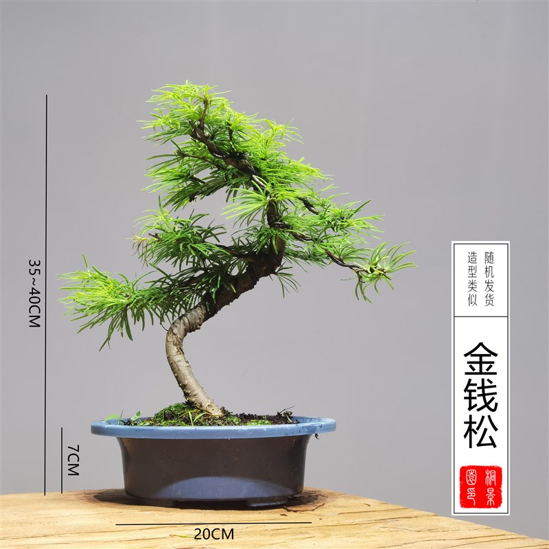 15公分口径老桩造型S弯树苗盆景素材赤楠雀梅胡椒木黑松榆树榕树