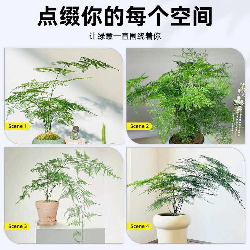 文竹盆栽室内花盆老桩绿植室内好养活四季常青桌面小盆景美观云竹