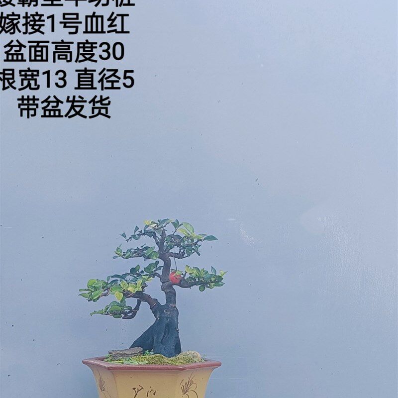 金弹子盆景嫁接桩熟桩母桩血红果阳台绿植