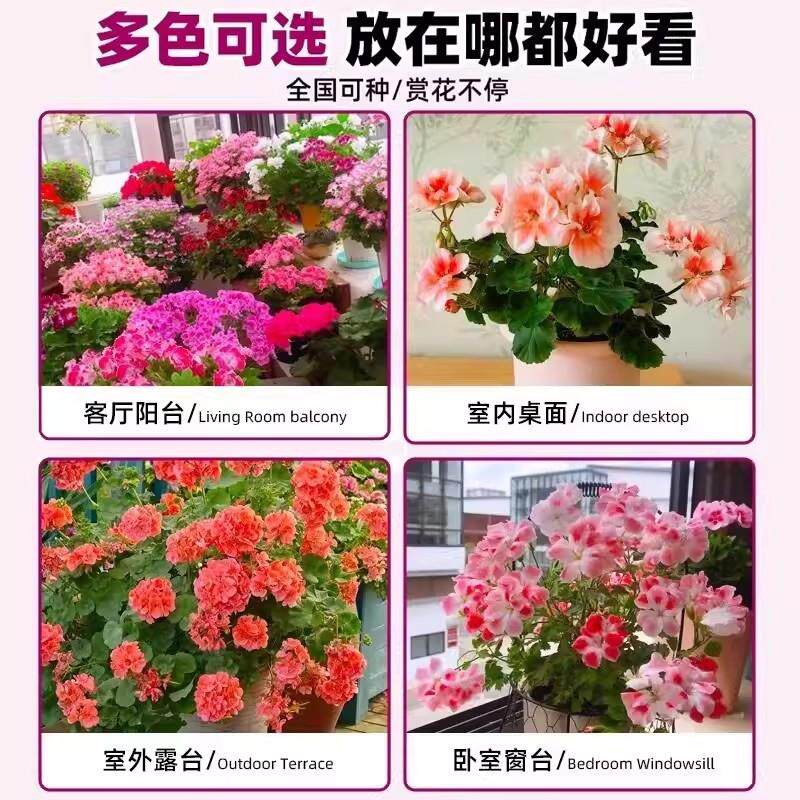 重瓣天竺葵盆栽四季带花新品名贵花苗带花苞大花洋绣球苗好养花卉