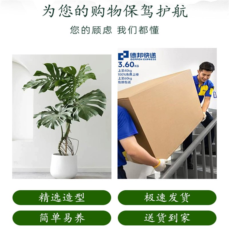 龟背竹客厅大型盆栽老桩绿植物大叶仙洞土培办公室内落地好养四季图片
