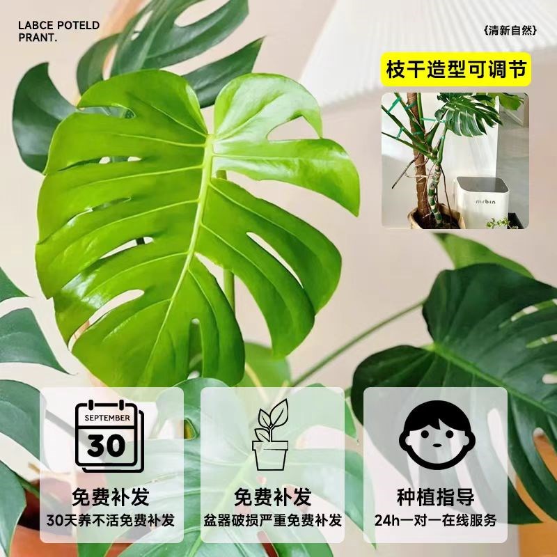 龟背竹客厅大盆栽大叶老桩提根绿植室内落地真花植物盆景净化空气图片