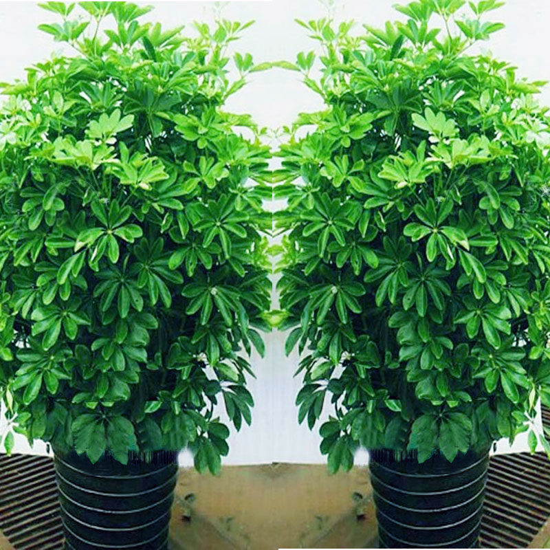 合肥开业盆景绿植摇钱树金钱树发财树盆栽绿萝幸福树公司乔迁庆典