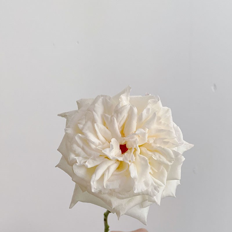 花园玫瑰花型有香味开放度大白色荔枝玫瑰鲜花插花水养节日送花