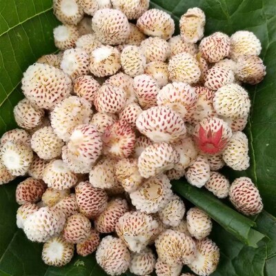 野生白草莓苗菠萝味草苗莓黄毛香草莓苗盆地栽当年结果浆果地泡苗