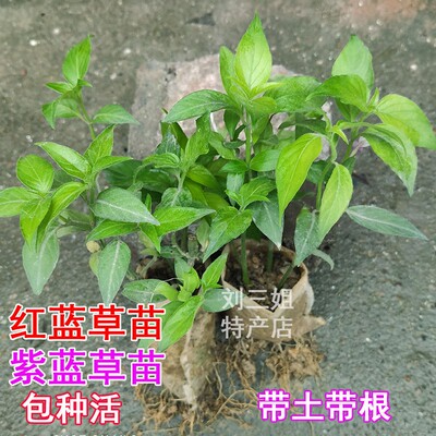 红蓝草紫蓝草苗广西五色糯米饭植物染料黄花盆栽绿植红丝线毛红兰