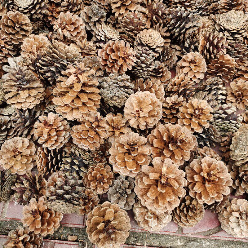 松果装饰松塔手工制作松球果干花拍摄道具插花摆件花束客厅摆设
