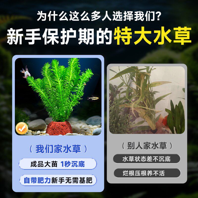 火山石水草植物鱼缸造景水培阴性蜈蚣草绿菊真草摆件水族箱全套餐