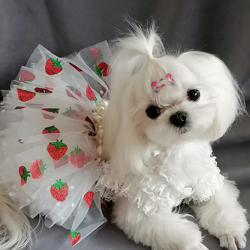 甜草莓宠物公主裙泰迪比熊约克夏小马衣服狗狗裙子婚纱春夏薄款