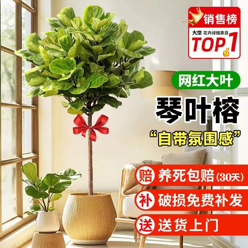 【包成活】琴叶榕大型网红绿植室内客厅好活易养高颜值北欧风盆栽