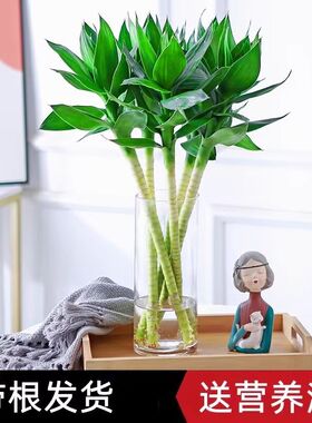 文昌竹带根观音荷花竹富贵竹水培养盆景植物室内观音4支读书专用