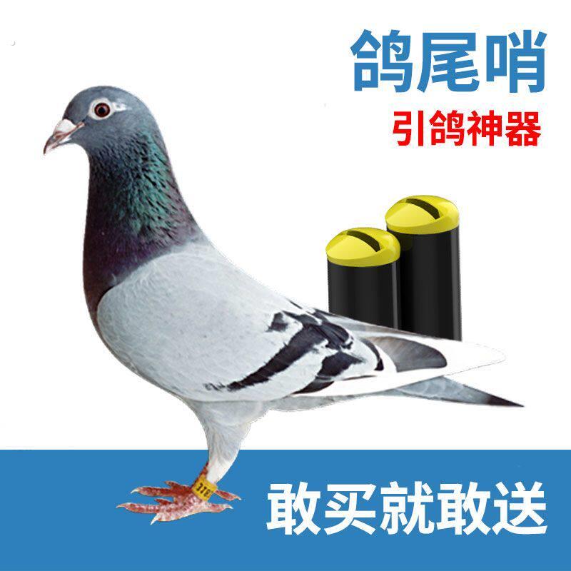 鸽子用品用具2音鸽尾哨赛鸽信鸽观赏鸽引鸽神器买三送一