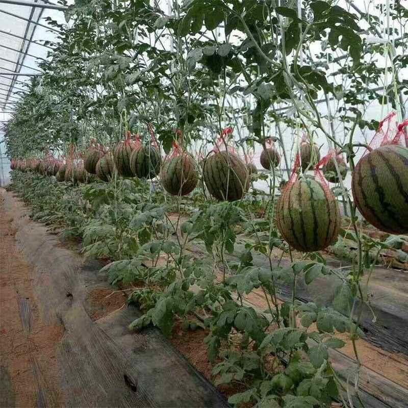 大棚吊西瓜网兜 吊哈密瓜网袋 带绳吊瓜网 加厚西瓜网兜