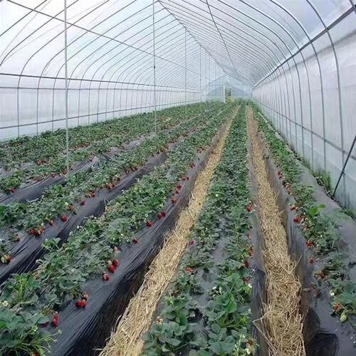 黑色全新除草防草农用地膜果园蔬菜大棚种植黑地膜加厚防晒银黑塑