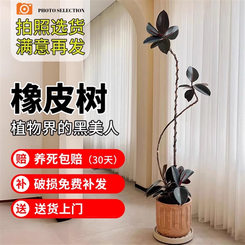 黑金刚橡皮树客厅大盆栽造型室内大型绿植好养四季办公室阳台植物