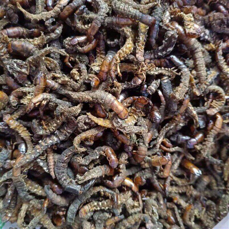 水蜈蚣干货爬沙虫鸟食鸟粮鸟饲料画眉提性上力提升战斗力低温烘干