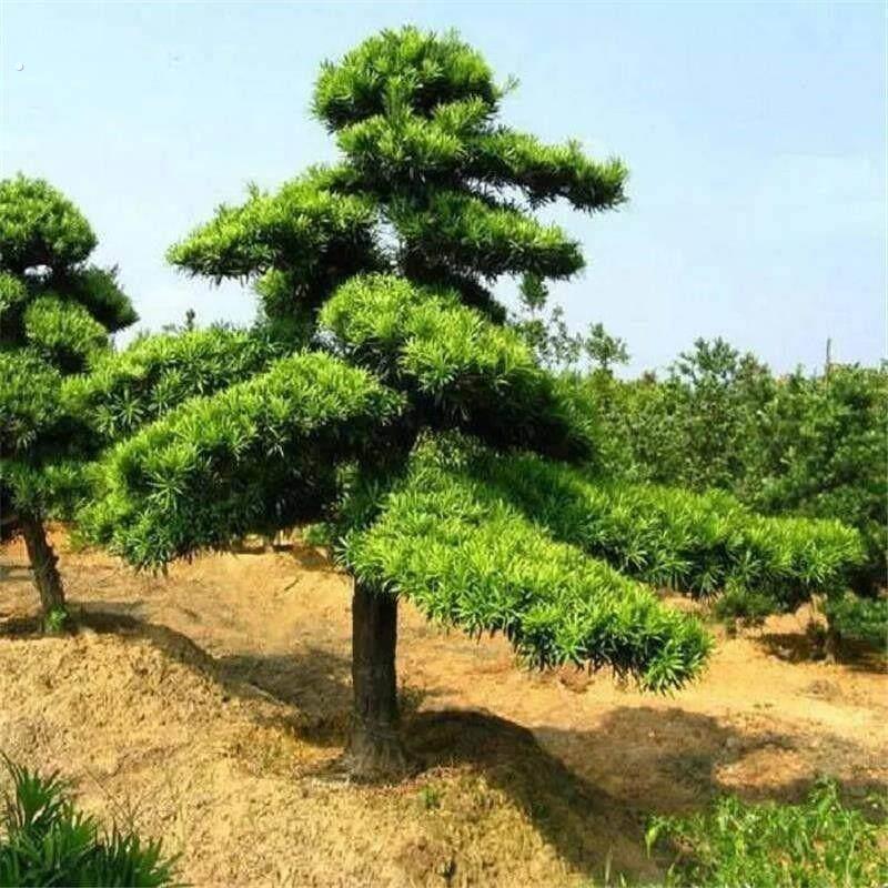 迎客松盆景真树树苗庭院大型高档迎松客客厅玄关罗汉松造型景观名
