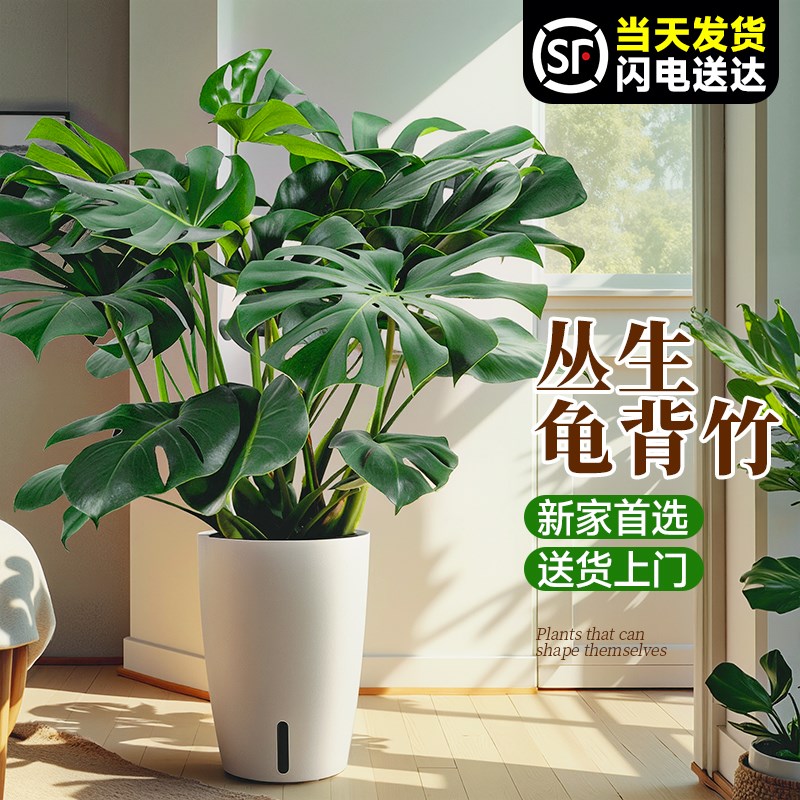 大叶龟背竹客厅盆栽绿植室内大型植物办公室花卉高级感真盆景四季