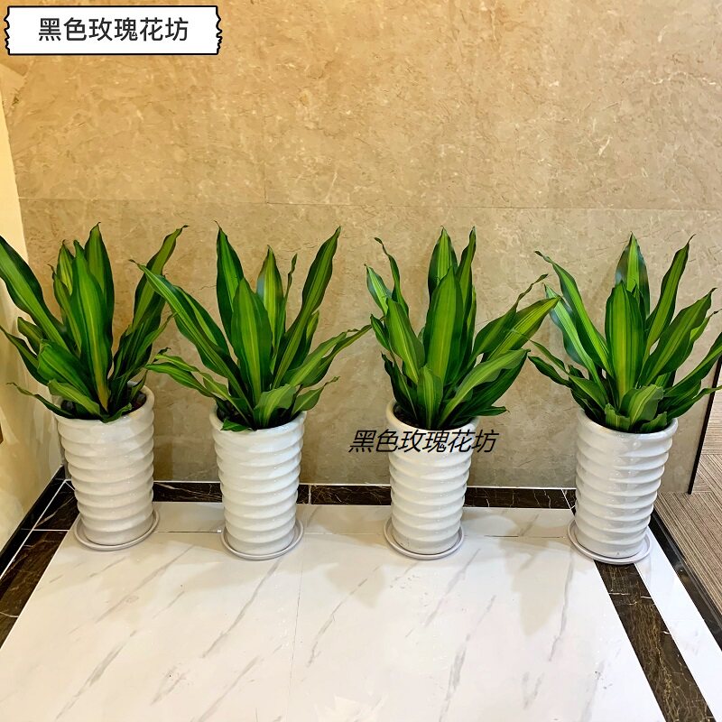 金边也门铁盆栽 前台摆放办公室盆栽 巴西铁 净化空气吸甲醛绿植