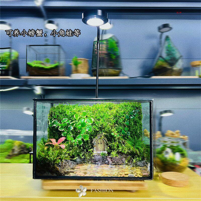 创意苔藓微景观养蟹蛙爬宠生态瓶闷养室内桌面绿植生态玻璃瓶子
