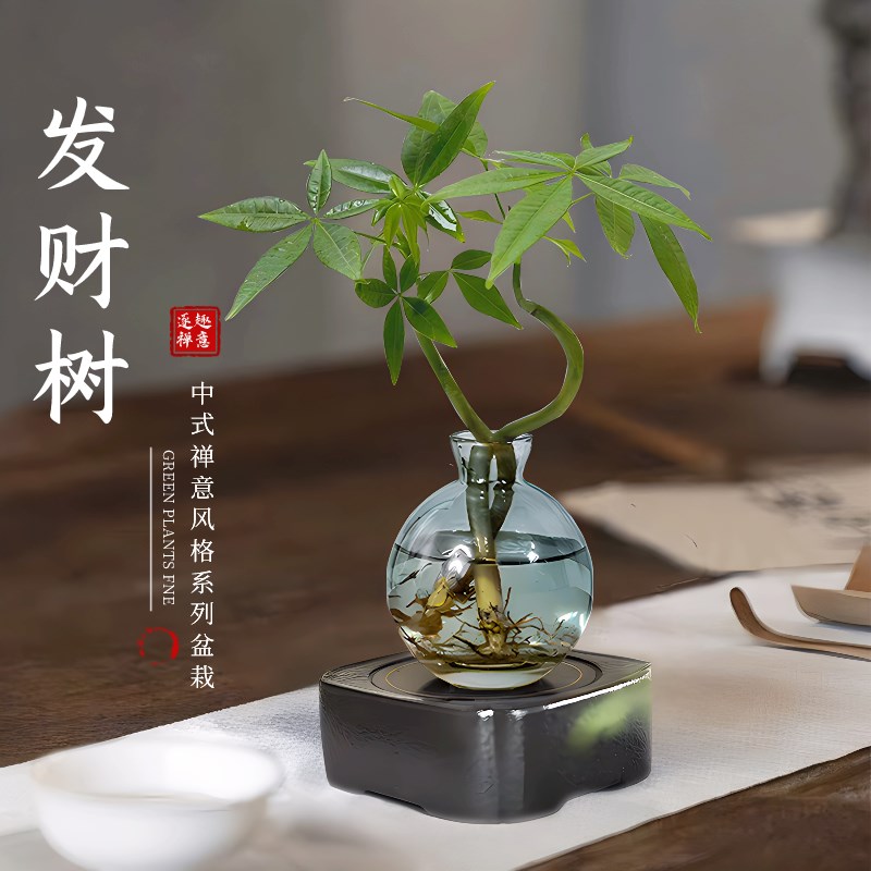 发财树小盆栽水培植物办公室内桌面绿植客厅招财摆件四季常青好养