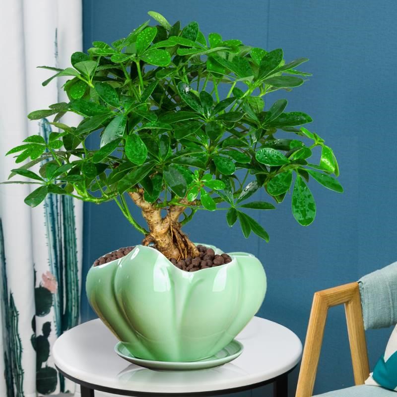 七叶莲盆栽生肖虎植物四季绿植室内客厅老桩盆景招财鸭脚木吸甲醛