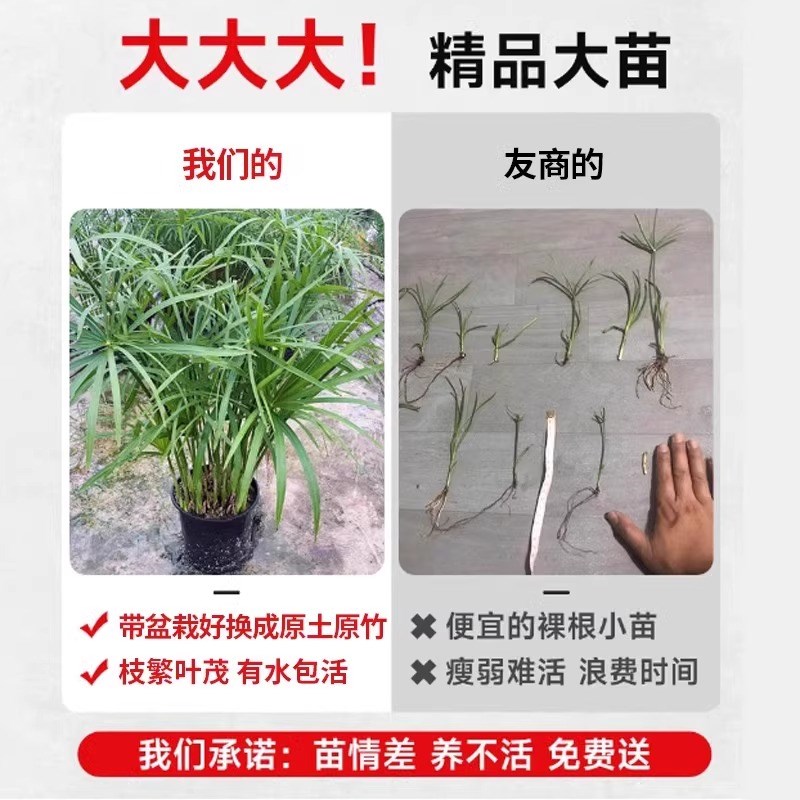 水竹水培植物旱伞草鱼缸造景净化水质水草水生植物鱼池塘龟缸绿植