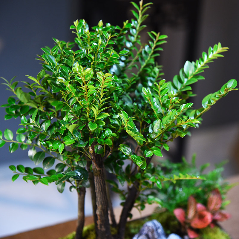 小叶紫檀黑骨茶盆栽复古绿植摆件室内书房桌面微景观植物摆件礼品