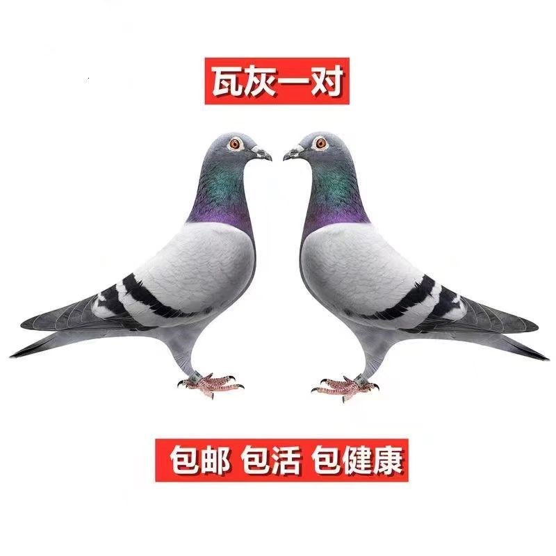 鸽子活一对信鸽种鸽赛鸽观赏鸽成绩鸽幼鸽活体活物信鸽一对公一母
