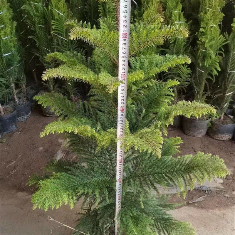 南洋杉盆栽圣诞树苗四季常绿庭院节日树阳台绿植工程绿化大树植物