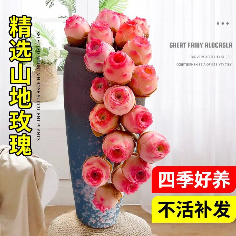 山地玫瑰多肉植物盆栽名贵精选水蜜桃花卉绿植阳台室内大颗好养活